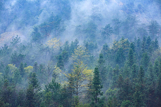 烟雨,诗画,春雨,雾,山,樱花,马头墙