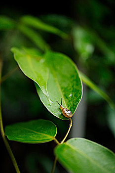 雨后绿叶蜗牛