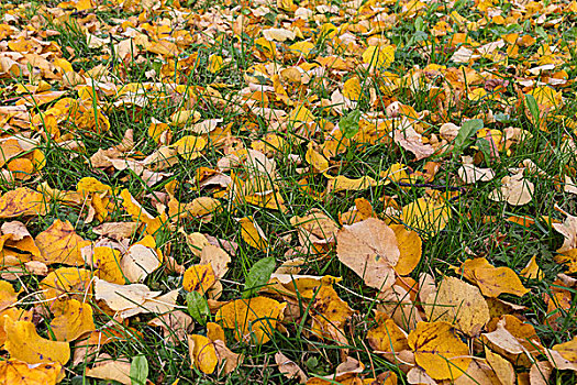 秋天,黄色,菩提树,叶子,草地,罐,背景