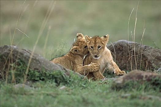 非洲狮,狮子,一对,三个,老,马赛马拉国家保护区,肯尼亚,非洲