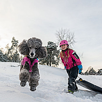 贵宾狗,跳跃,女孩,雪橇,背景