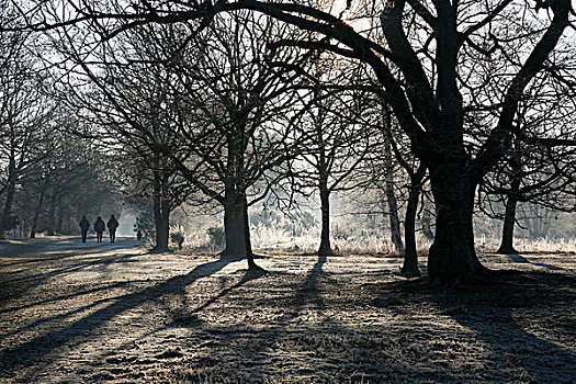 三个人,走,公园,冬天,温布尔登,普通,伦敦,英格兰
