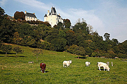 法国,卢瓦尔河地区,城堡,牧群