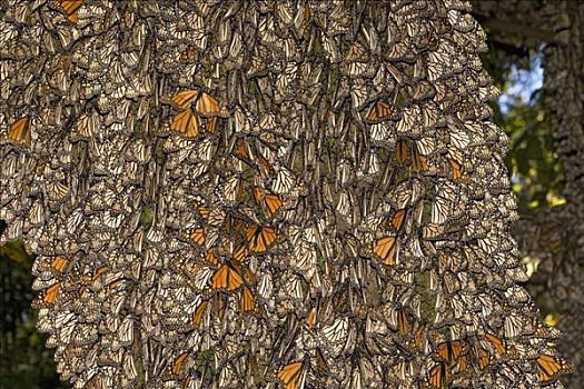 帝王蝴蝶,蝴蝶,翼,生物群,米却阿肯州,墨西哥