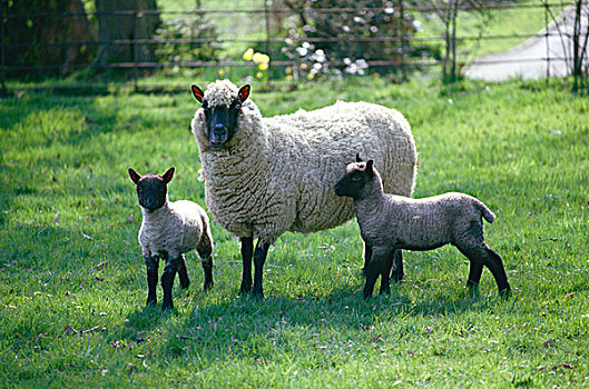 家羊,绵羊,母羊,两个,羊羔