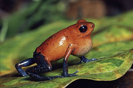 草莓箭毒蛙,雨林,哥斯达黎加