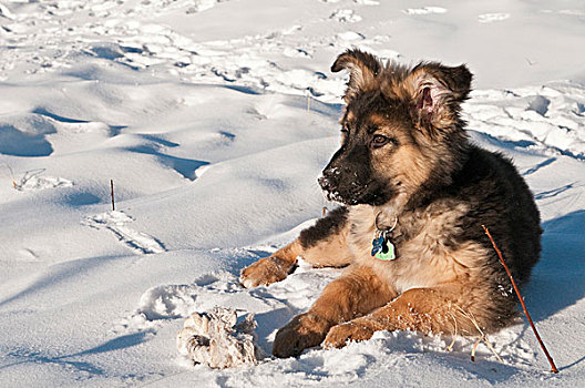 德国牧羊犬,小狗,雪中