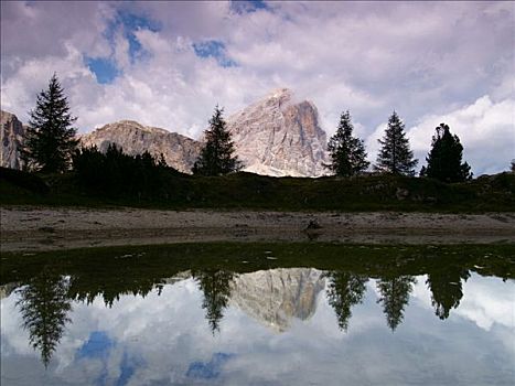 树,反射,白云岩,阿尔卑斯山,意大利,欧洲