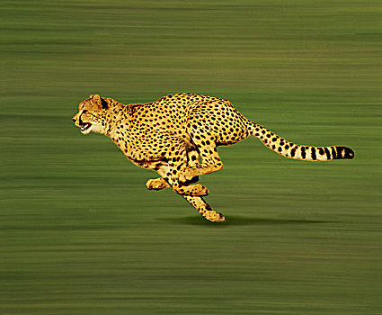 印度豹,猎豹,成年,跑