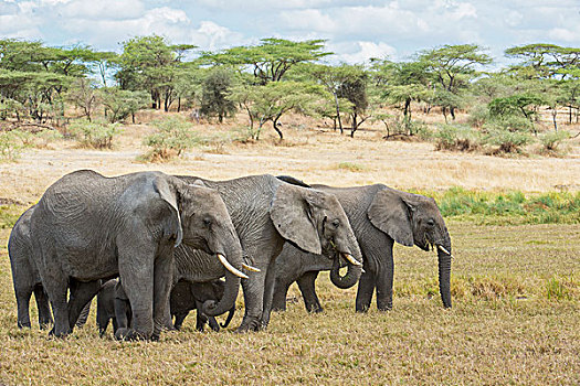 牧群,大象,走,幼兽,塞伦盖蒂,坦桑尼亚