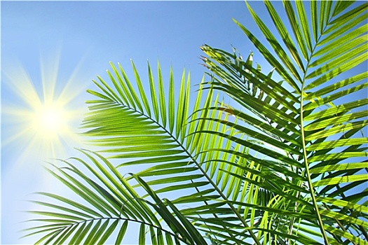 棕榈树,枝条,夏天,太阳