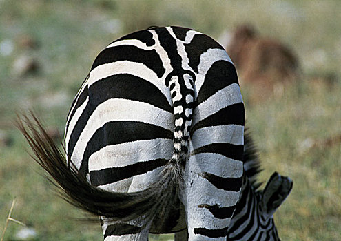 非洲,坦桑尼亚,平原斑马,尾部,后视图