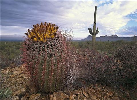 树形仙人掌,巨人柱仙人掌,巨大,圆桶掌,顶峰,远景,萨瓜罗国家公园,亚利桑那