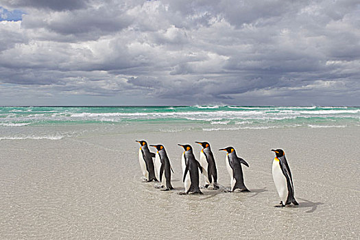 帝企鹅,群,海滩,走,海浪,自愿角,福克兰群岛
