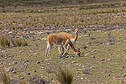 小羊驼,潘帕斯草原,秘鲁