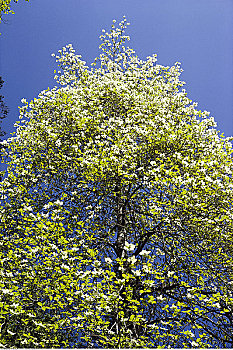 山茱萸,树,不列颠哥伦比亚省,加拿大