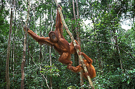 猩猩,黑猩猩,悬挂,枝条,婆罗洲