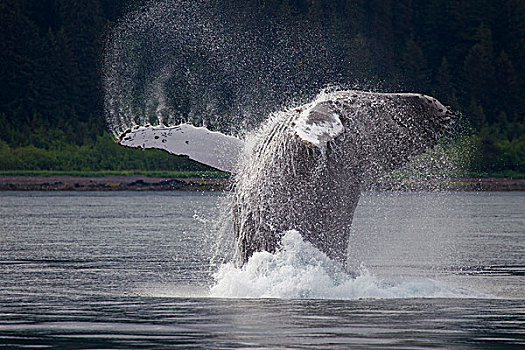 驼背鲸,鲸跃,正面,岛屿,威廉王子湾,阿拉斯加,夏天