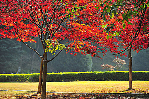 张家界秋景--红枫树