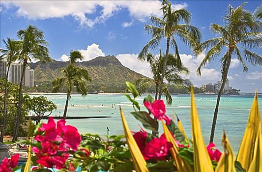 夏威夷,瓦胡岛,钻石海岬,怀基基海滩,花,前景