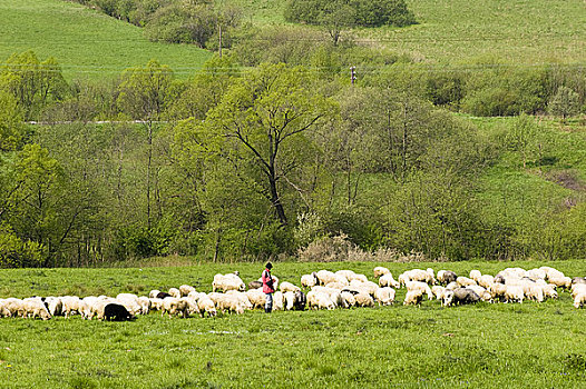 绵羊,放牧,山峦,波兰