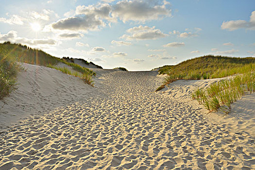 小路,沙丘,海滩,太阳,夏天,东方,岛屿,北海,下萨克森,德国