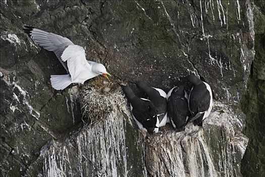 黑脚三趾鸥,三趾鸥,普通,海鸦,群,悬崖,西部,峡湾,冰岛