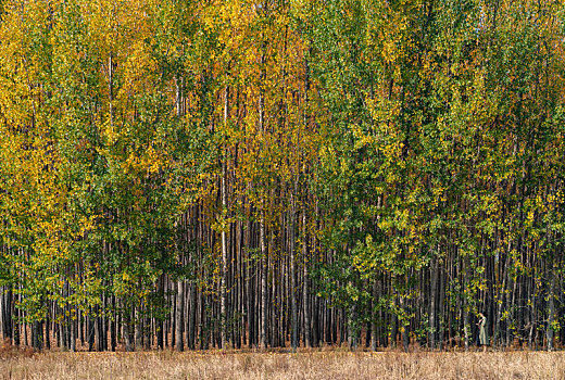 秋日蓝天下金黄的杨树林