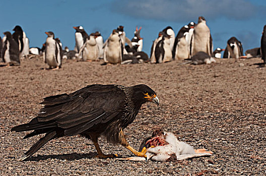 条纹,长腿兀鹰,巴布亚企鹅,幼禽,岛屿,福克兰群岛
