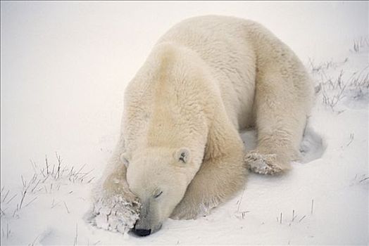 北极熊,睡觉,上方,鼻子,丘吉尔市,曼尼托巴,加拿大