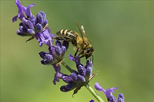 蜜蜂,意大利蜂,薰衣草,花,狭叶熏衣草