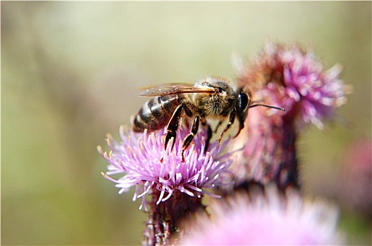 蜜蜂,蓟属植物,花