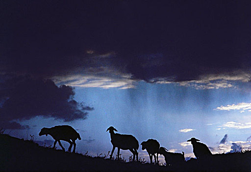 剪影,羊群,日落,土耳其
