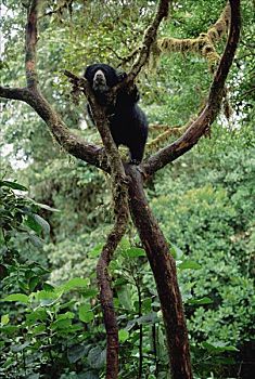 眼镜熊,树上,哥伦比亚