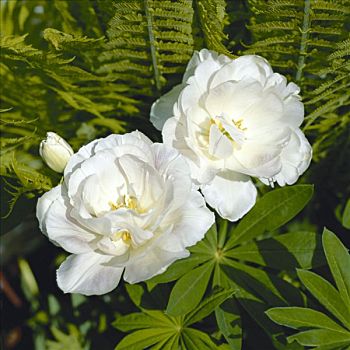 彩色照片,户外,照片,绿色,植物,盛开,花,叶子,白色,蕨类,玫瑰,羽扇豆,羽扇豆属植物,彩色,色彩