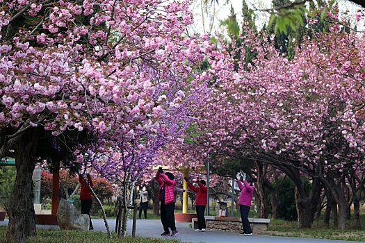 山东省日照市,浪漫樱花进入盛花期,粉色花海魅力无限成市民网红打卡地