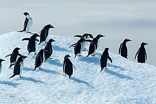 南极,阿德利企鹅,巴布亚企鹅,站立,融化,冰山,海峡