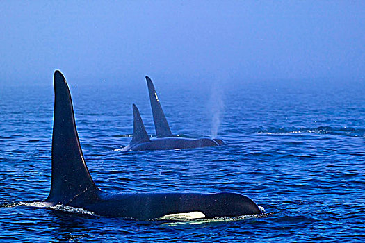 逆戟鲸,海峡,北方,温哥华岛,不列颠哥伦比亚省,加拿大