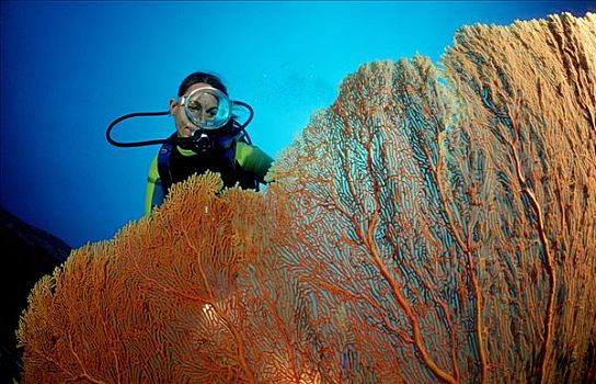 潜水者,珊瑚礁