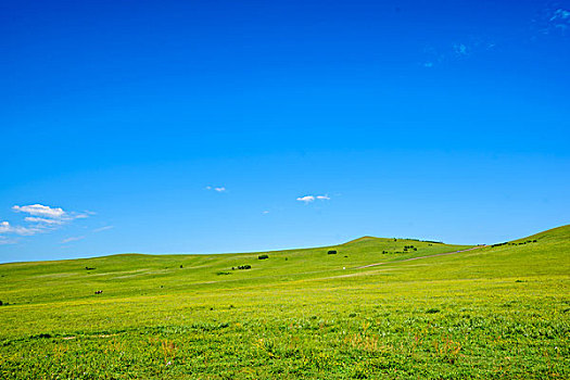 绿色的大草原