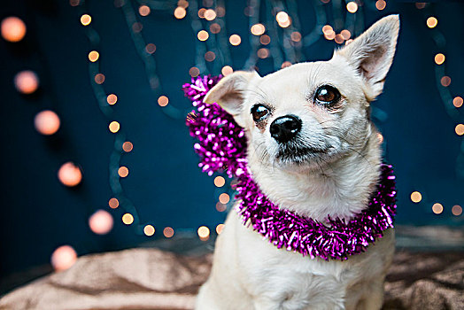 狗,穿,圣诞节,闪亮装饰物
