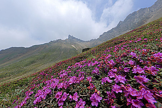 长白山高山杜鹃