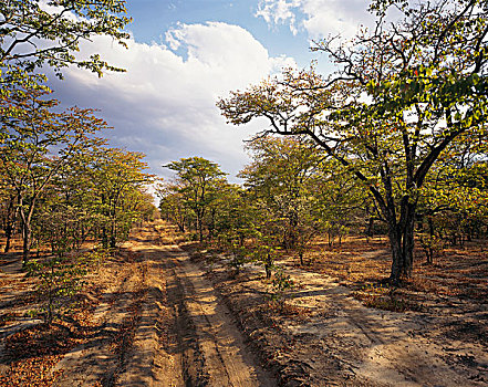 乡村道路,赞比亚,非洲