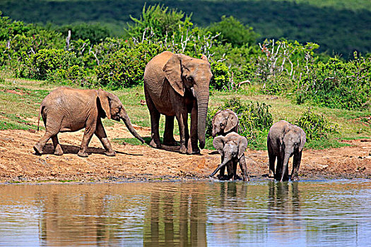 非洲象,成年,小动物,水坑,阿多大象国家公园,东开普省,南非,非洲