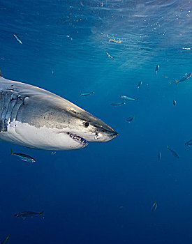 大白鲨,墨西哥