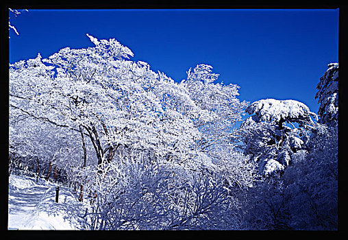 安徽黄山,日出,雪景,云海,雾淞