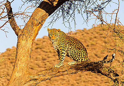 豹,树,区域,纳米比亚,非洲