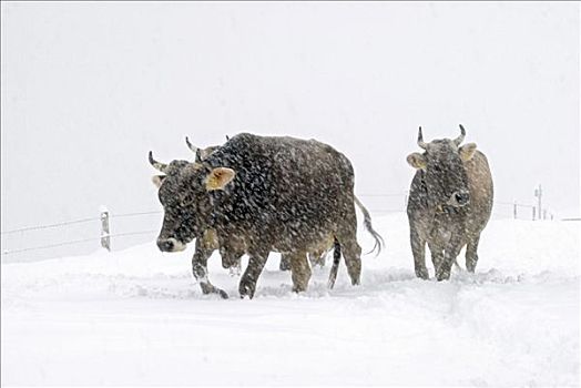 母牛,雪地,高山牧场,提洛尔,奥地利,欧洲