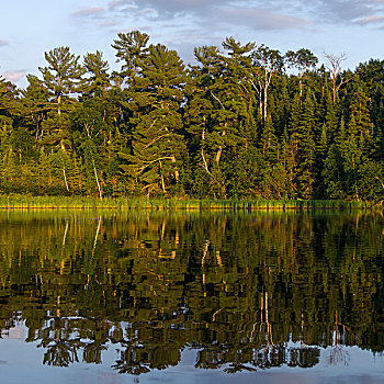 茂密,绿色,树,反射,水,湖,木,安大略省,加拿大