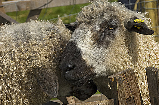 英格兰,北约克郡,特写,绵羊,展示,乡野,靠近